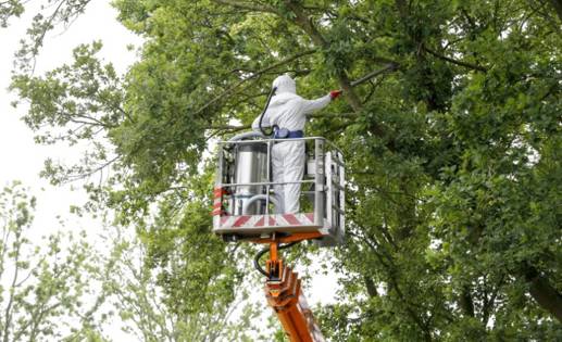 Eikenprocessierups stofzuiger